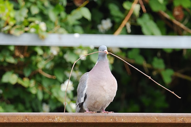 Error al cambiar el color blanco en la barra de navegación de Android en React Native